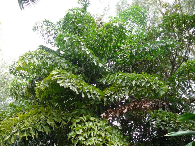 Palmera cola de pez (Caryota): cuidados y especies