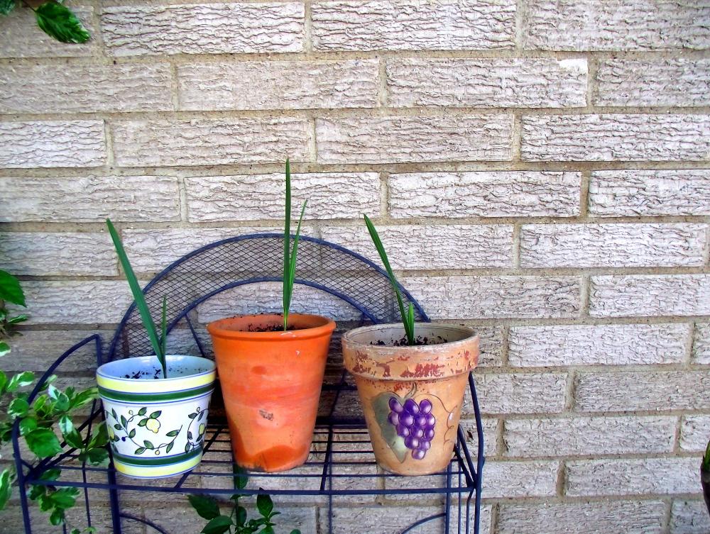 Cómo se reproducen las palmeras: semillas e hijuelos