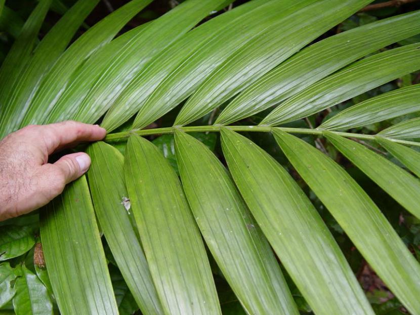 Cómo trasplantar palmeras de interior sin dañar las raíces