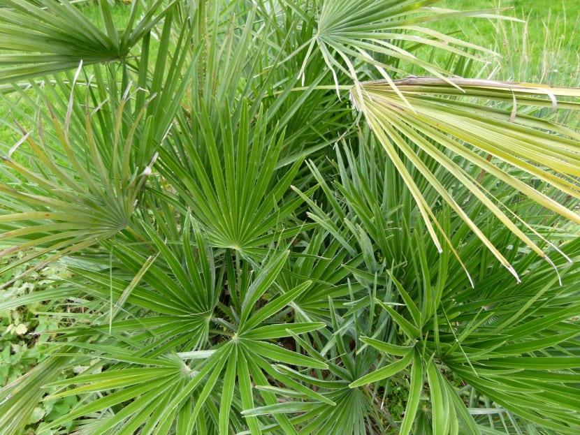 Hojas de Chamaerops humilis