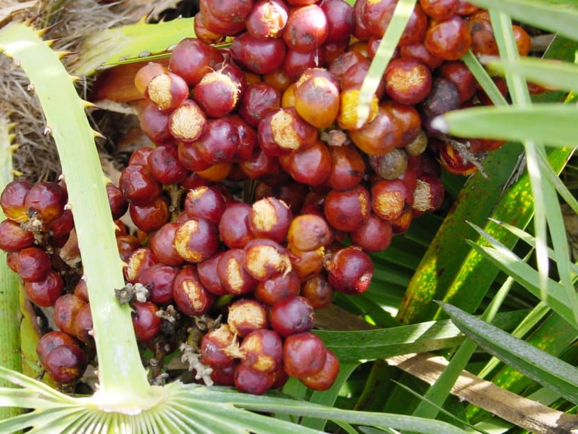 Chamaerops humilis