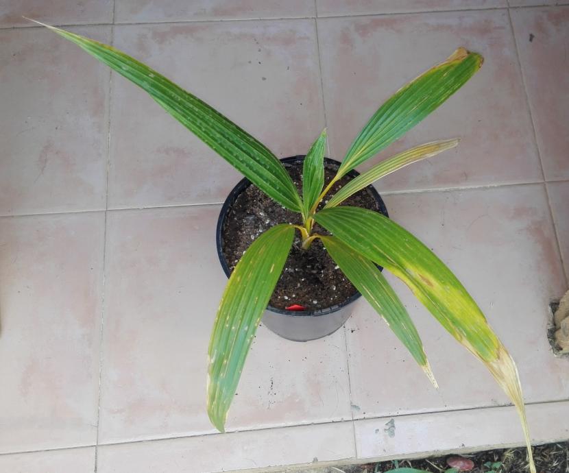 Pritchardia remota joven