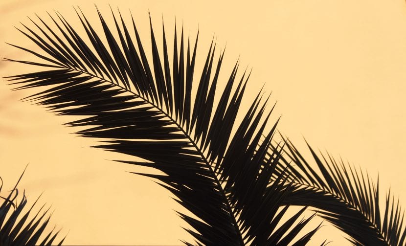 Hoja de Phoenix