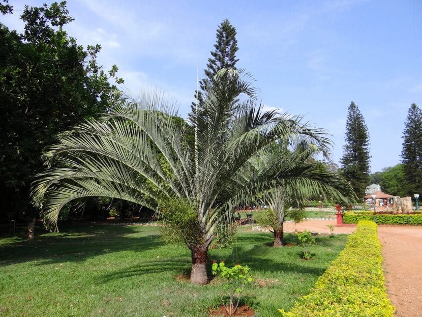 Dypsis decaryi en un jardín