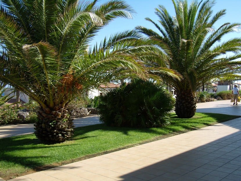 Palmeras