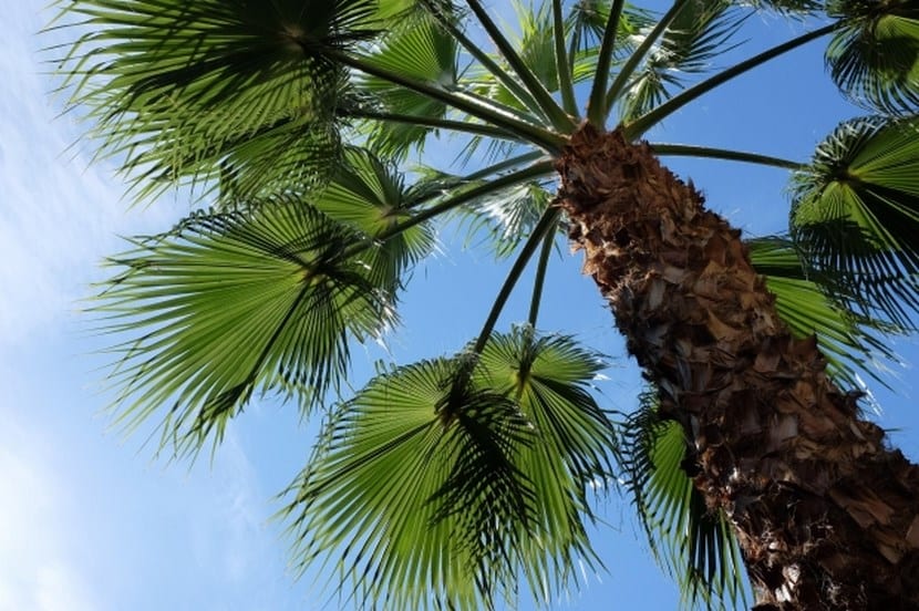 Palmeras