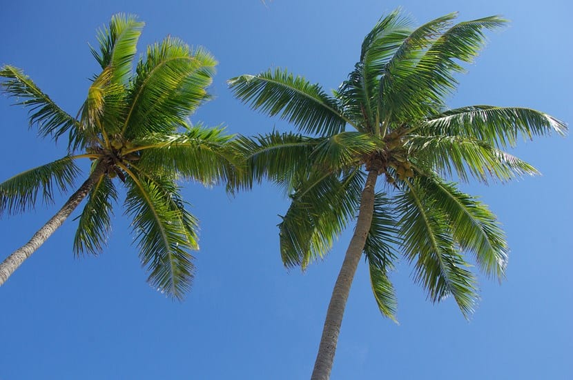 Palmeras