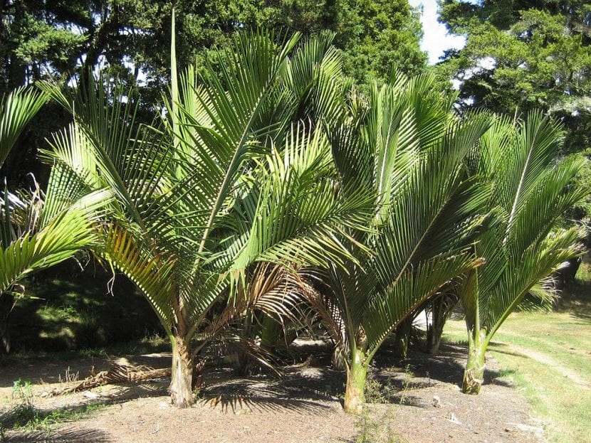 Ejemplares de Rhopalostylis sapida