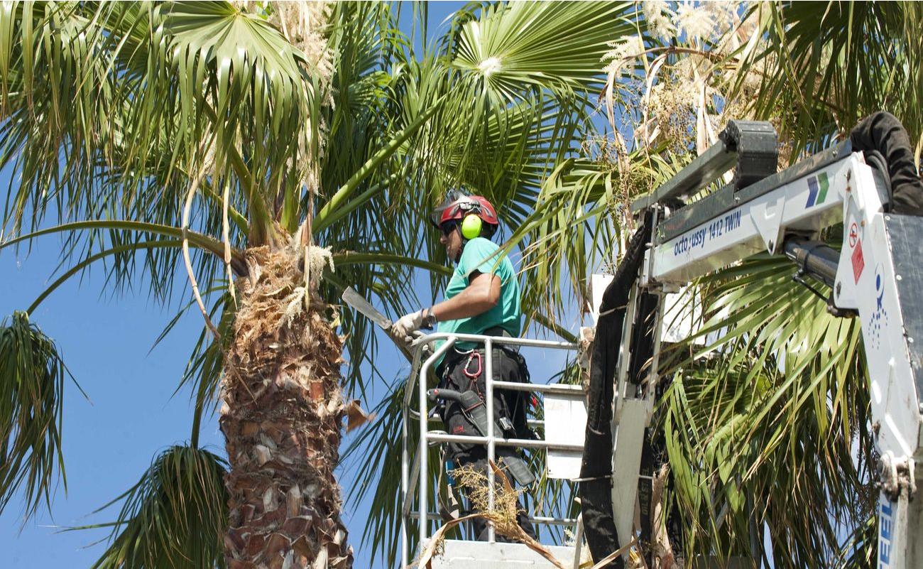 Poda de palmeras: cuándo hacerla y cómo cortar bien