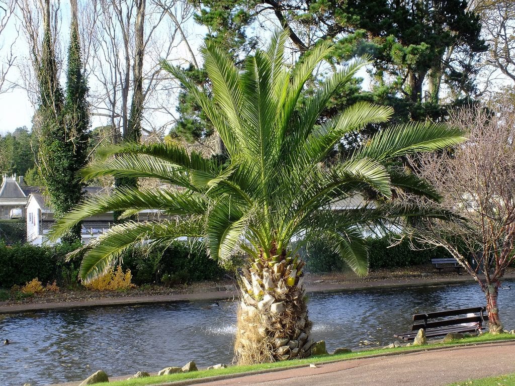 Phoenix canariensis