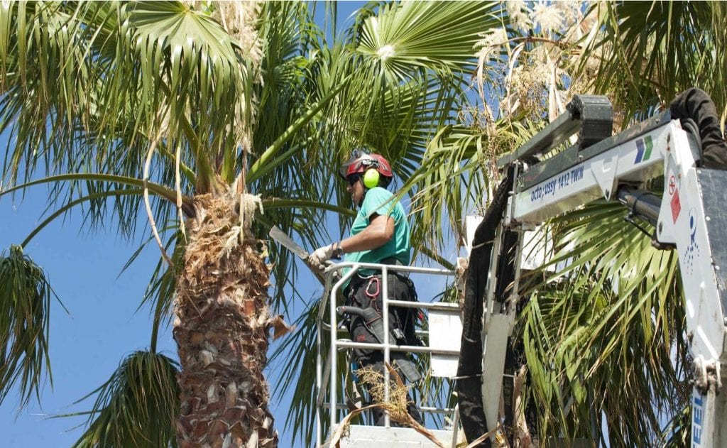 Poda de palmeras