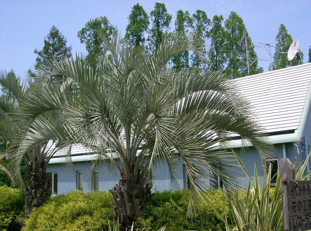 Palmera Butia: cuidados, frío que resiste y poda correcta