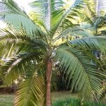 Dictyosperma album