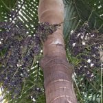 Frutos de la Dictyosperma album