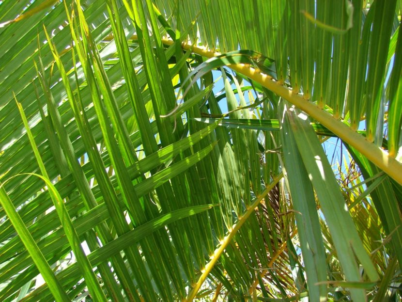 Dypsis lutescens