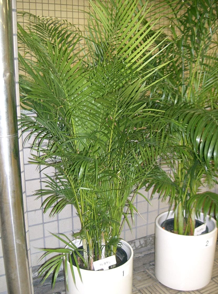 Areca (Dypsis lutescens): cultivo y cuidados completos
