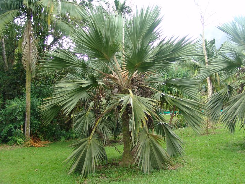 Latania loddigesii