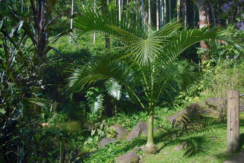 Palmera joven de Carpoxylon macrospermum