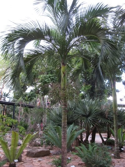 Ejemplar adulto de Carpoxylon macrospermum
