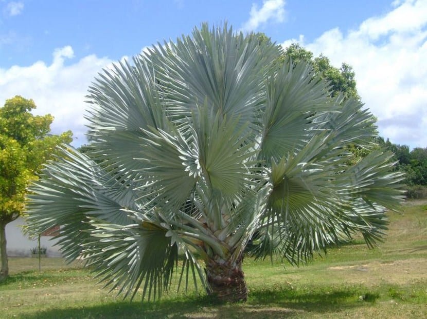 Palmera Bismarck (Bismarckia nobilis): cuidados y cultivo