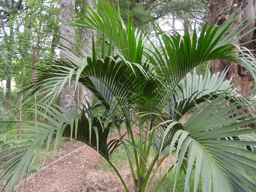 Kentia en el jardín: dónde plantarla y cómo cuidarla