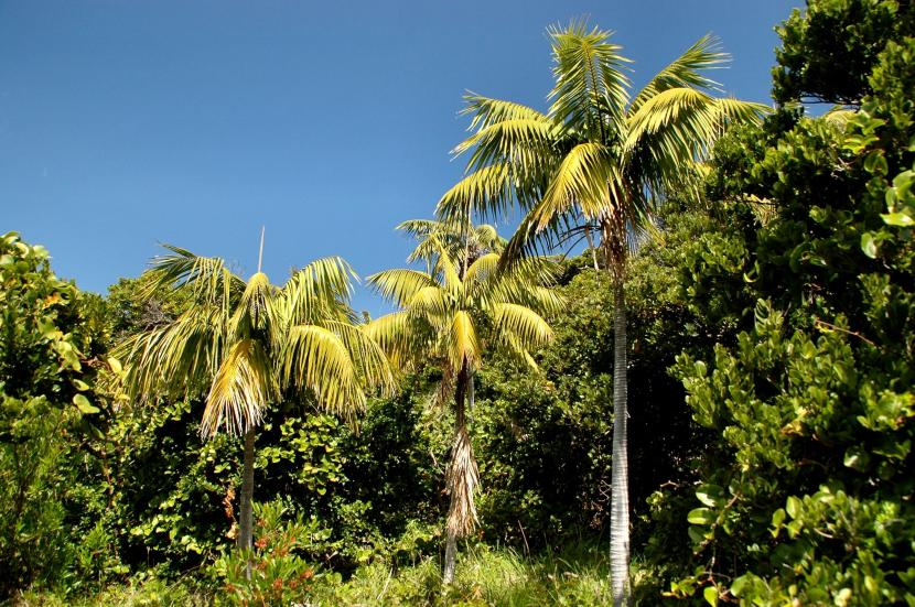 Howea forsteriana, la palmera kentia adulta