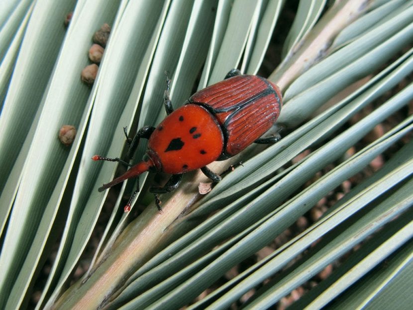 Adulto de picudo rojo, Rhynchophorus ferrugineus, sobre una hoja de palmera