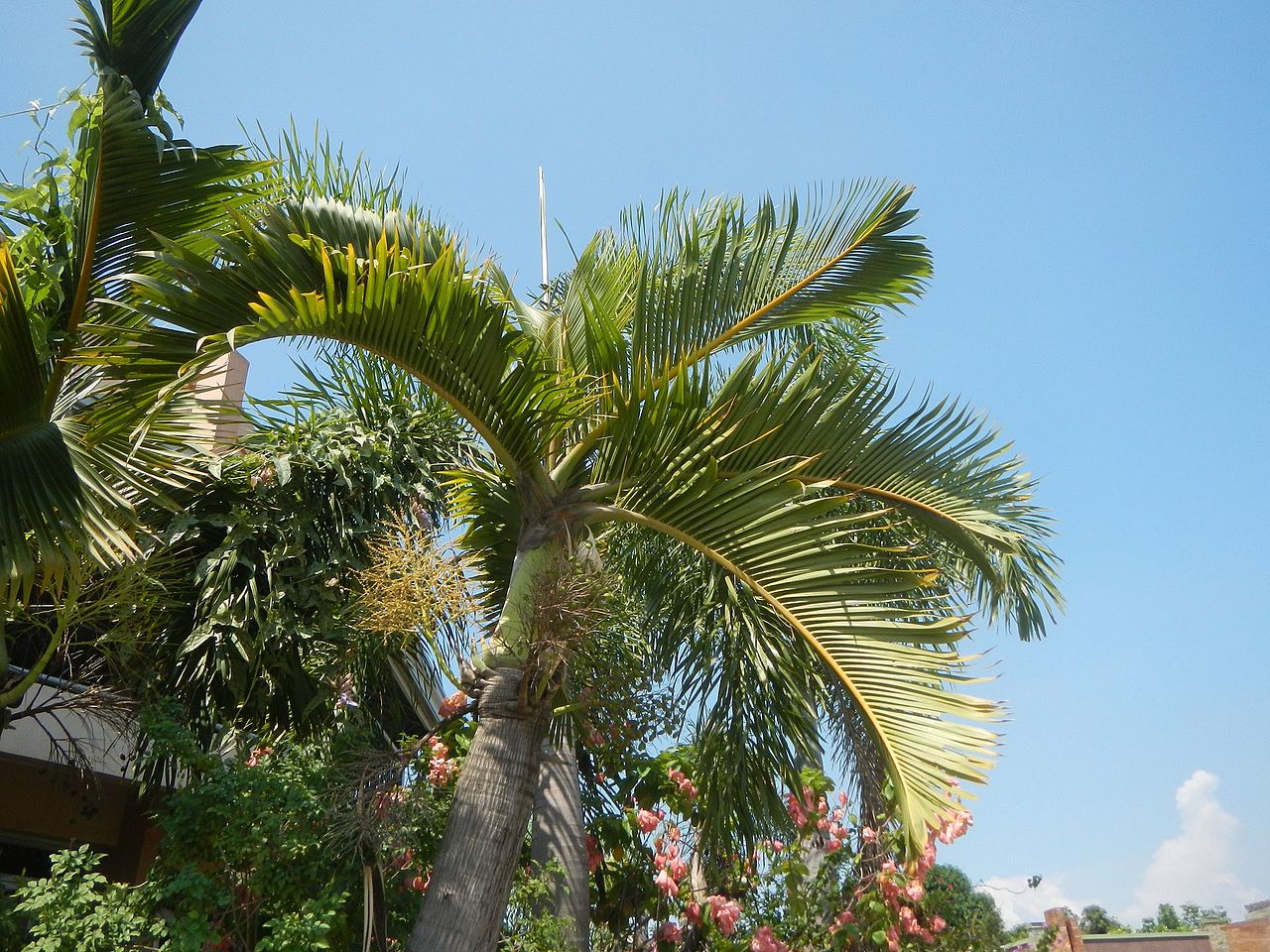 La Hyophorba lagenicaulis es una palmera preciosa