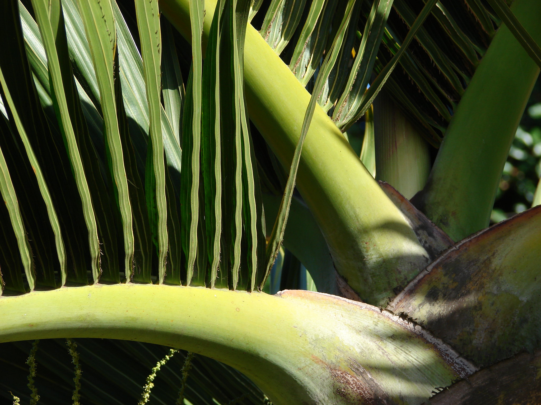 Vista de la palmera botella