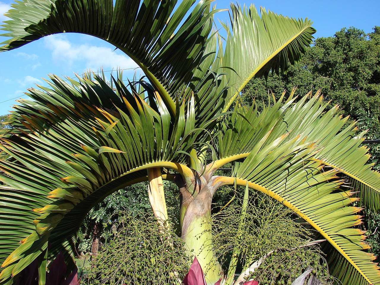 La palmera botella es una planta tropical
