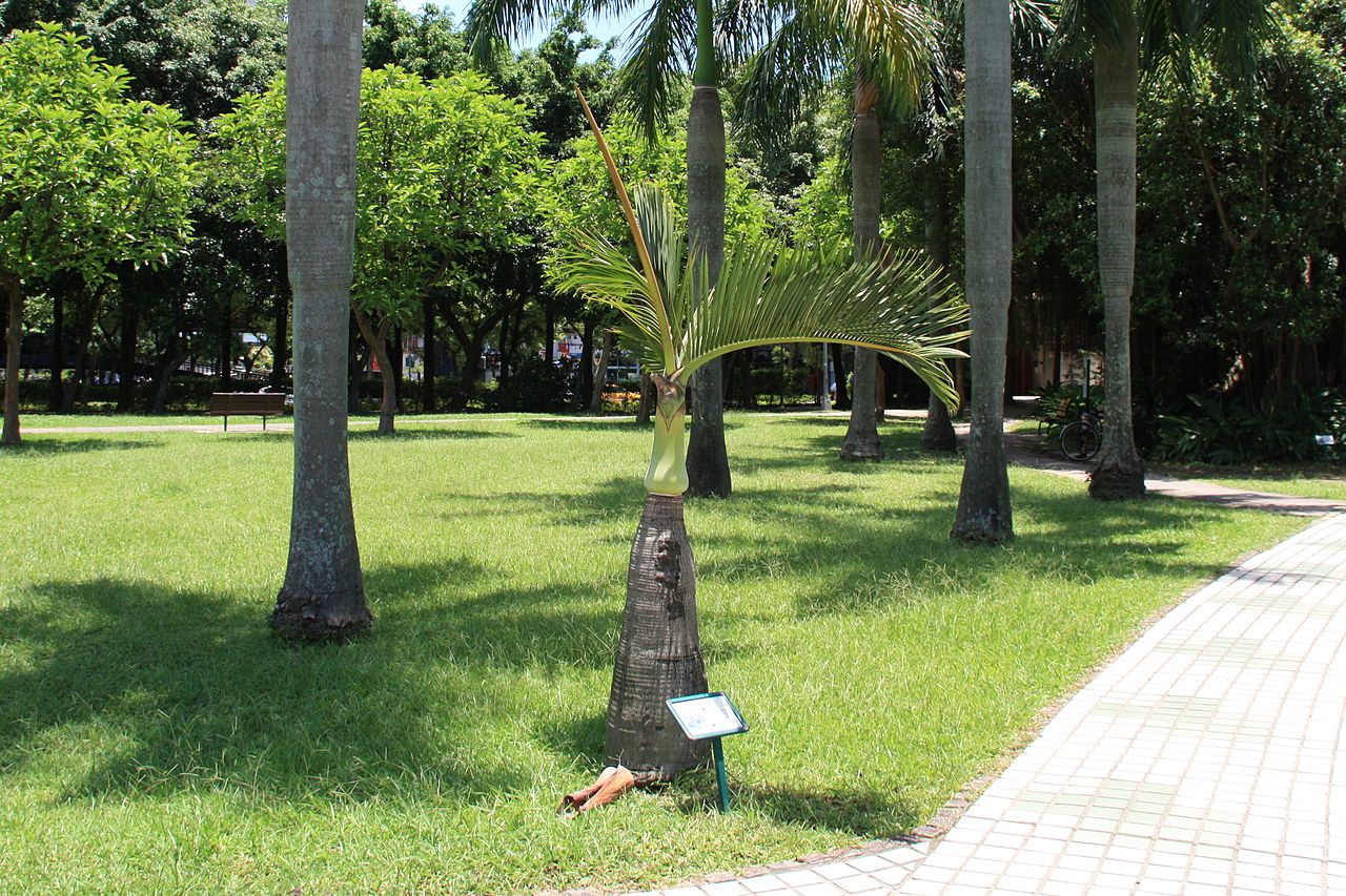 La palmera botella tiene pocas hojas