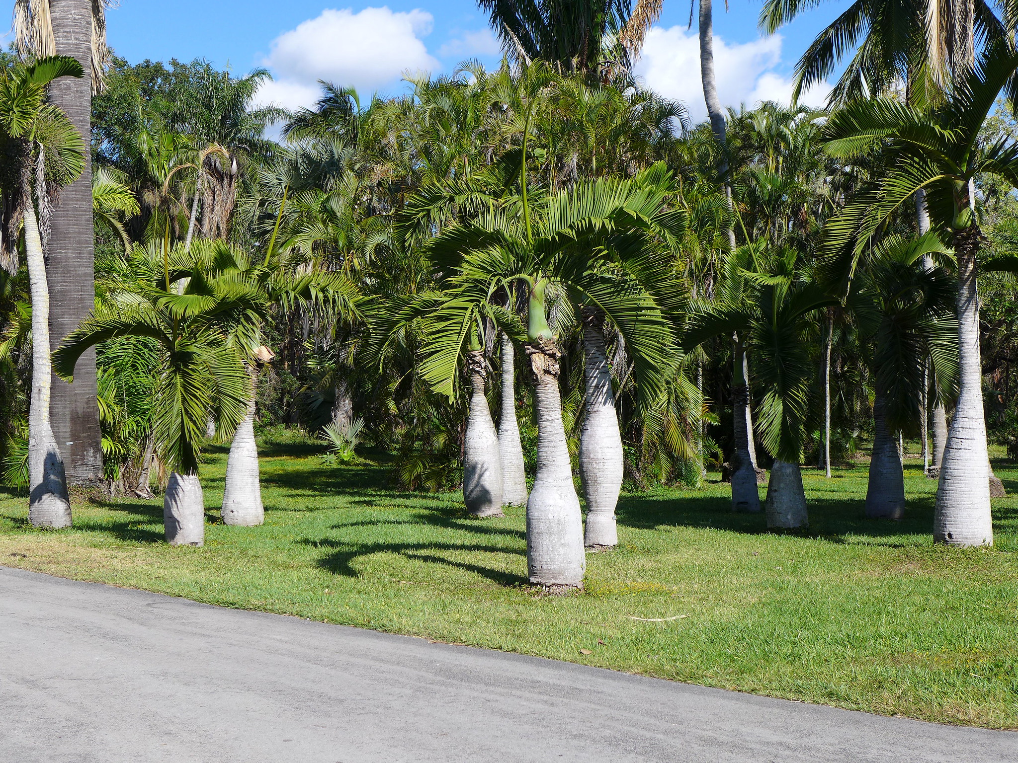 La palmera botella es una planta perennifolia