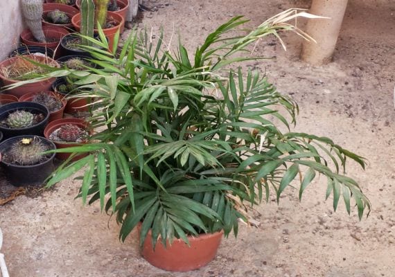 Chamaedorea elegans