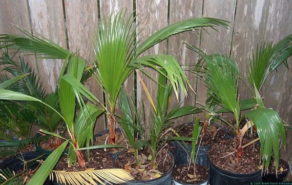 Plantines Washingtonia