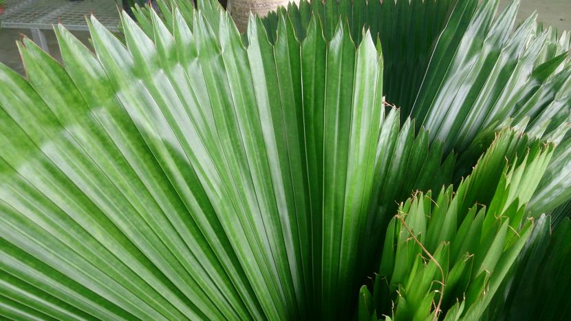 Hoja de Licuala grandis