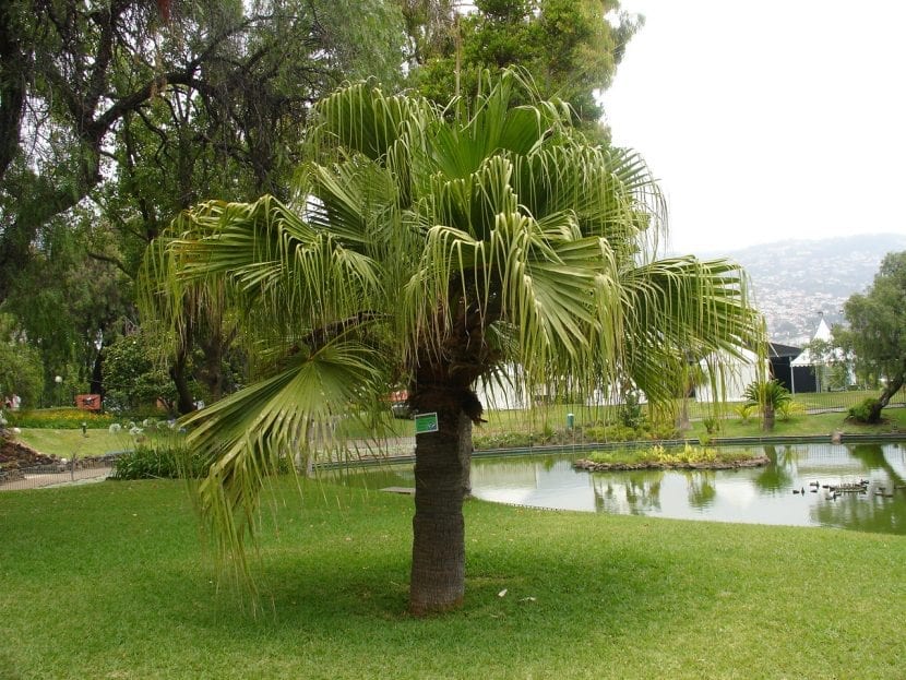 Ejemplar joven de Livistona chinensis con hojas en abanico