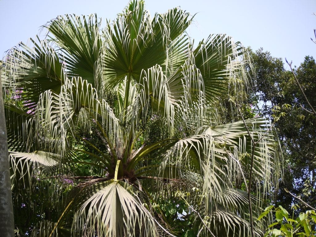 Vista de la Livistona chinensis