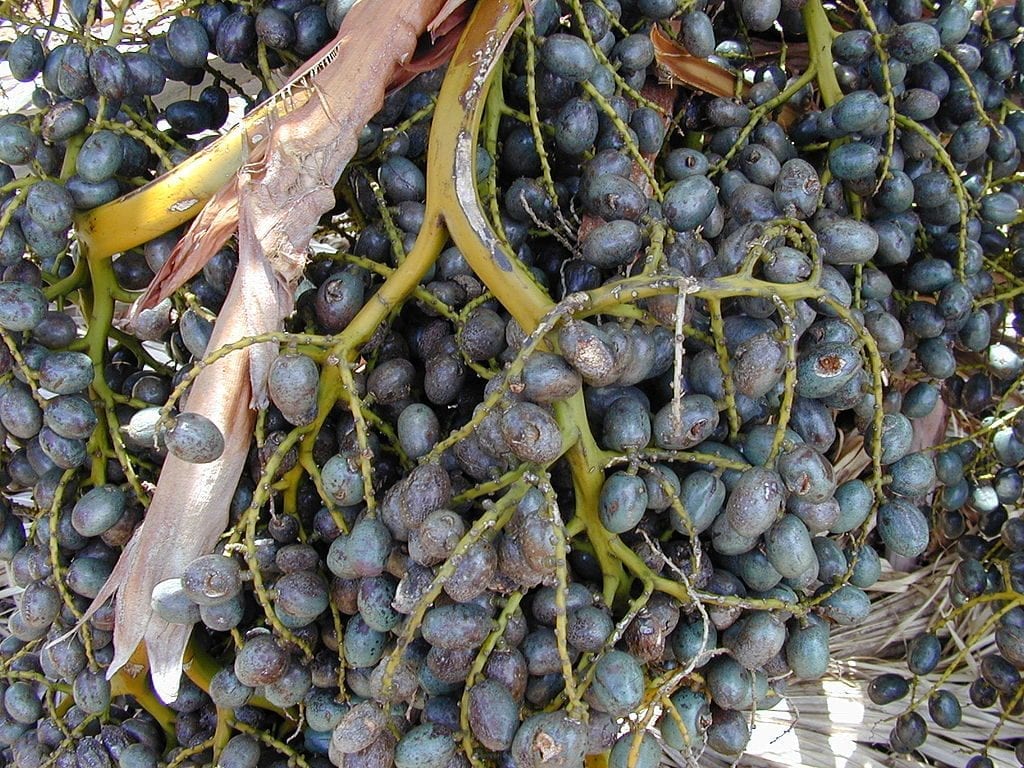 Semillas de la Livistona chinensis