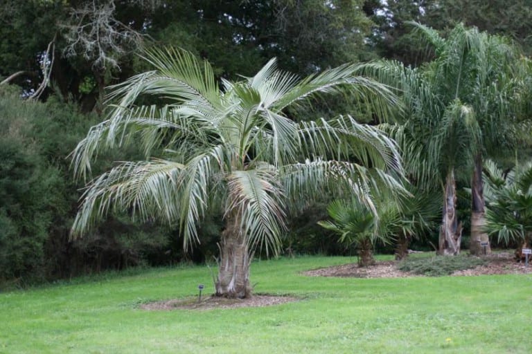 Ejemplar de Parajubaea cocoides, palmera andina conocida solo en cultivo