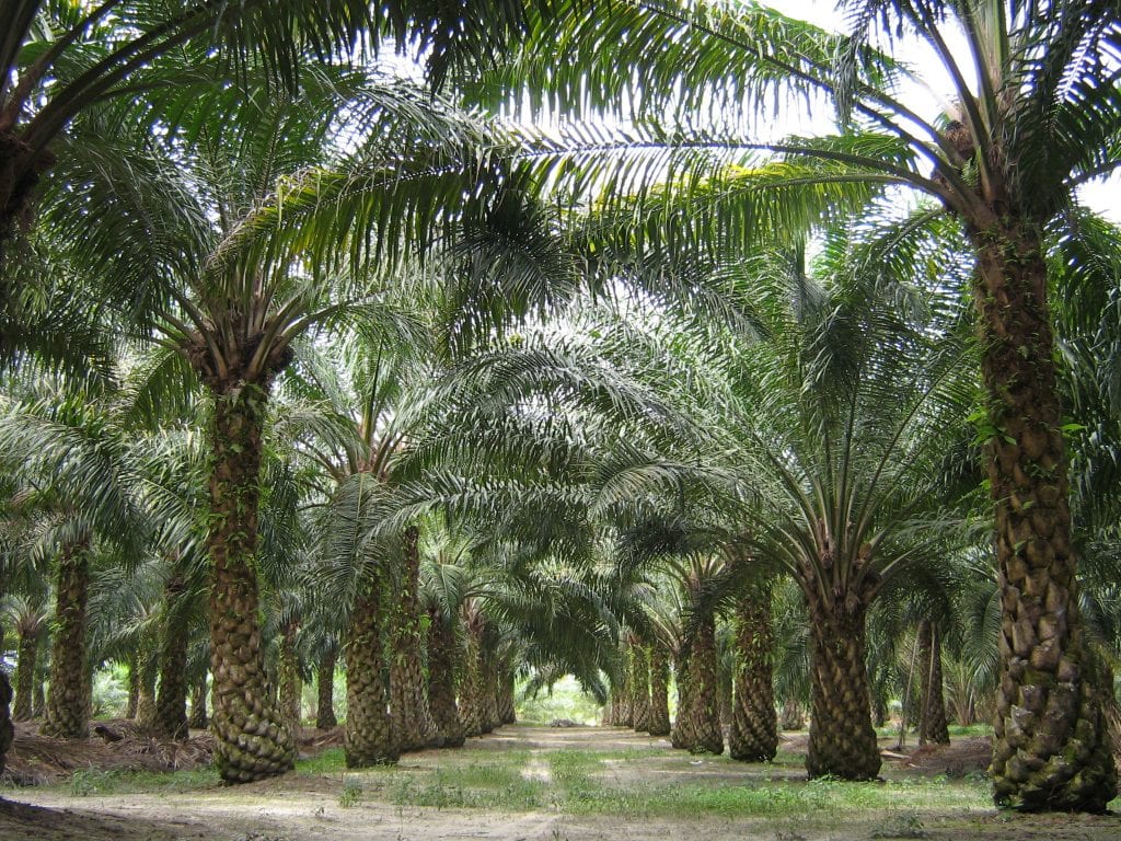 Palma aceitera (Elaeis guineensis): cultivo y polémica