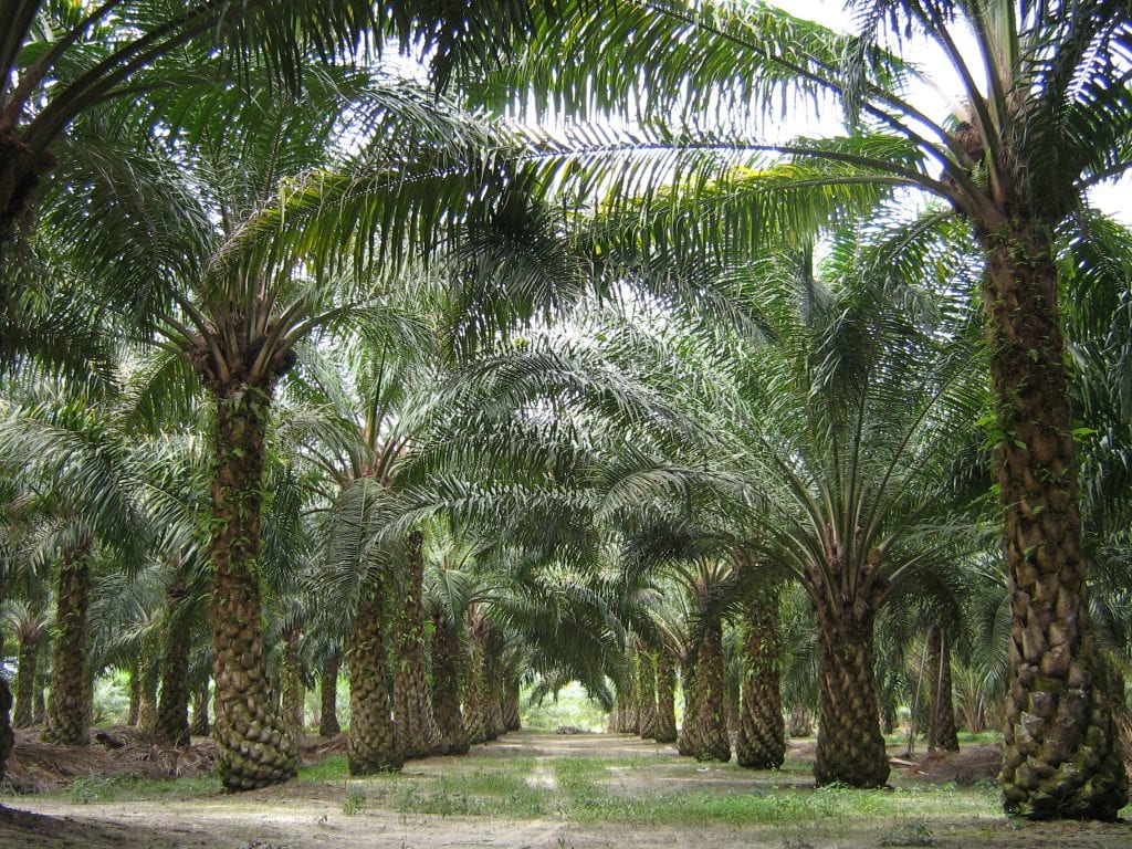 Plantación de palma aceitera