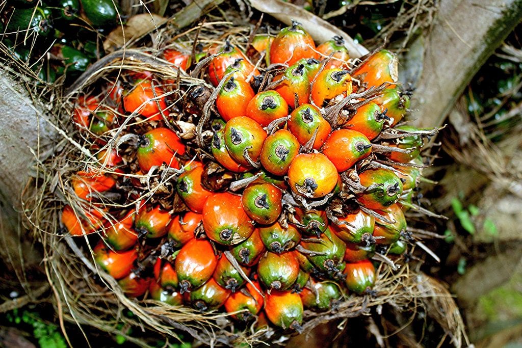 Semillas de la palmera aceitera