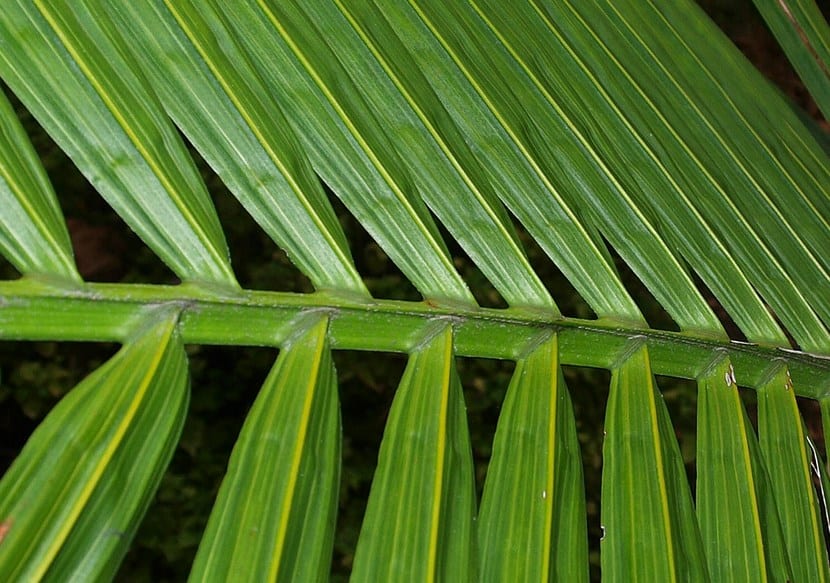 Ravenea rivularis