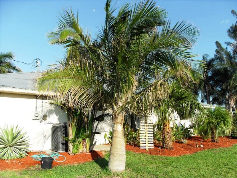 Ravenea rivularis