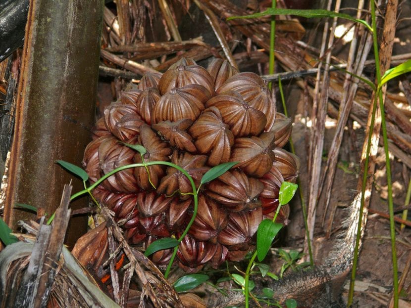 Fruto de Nypa fruticans