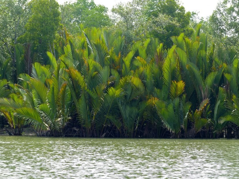 Nypa fruticans en hábitat