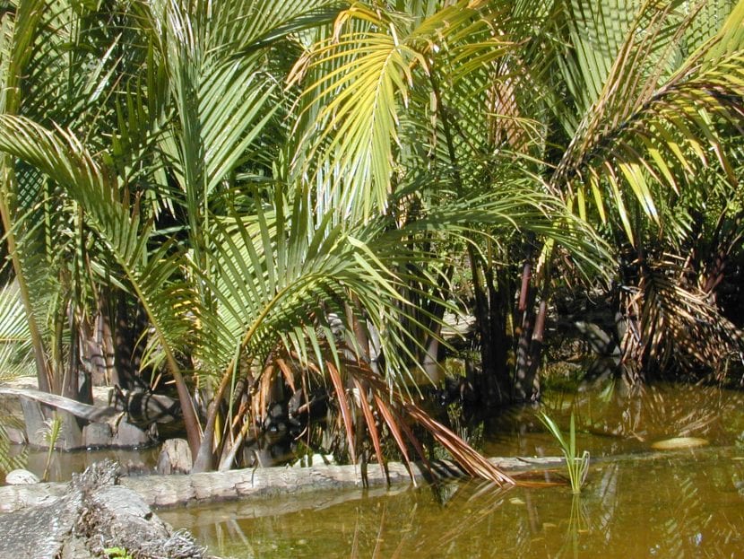 Palmeras Nypa fruticans en hábitat