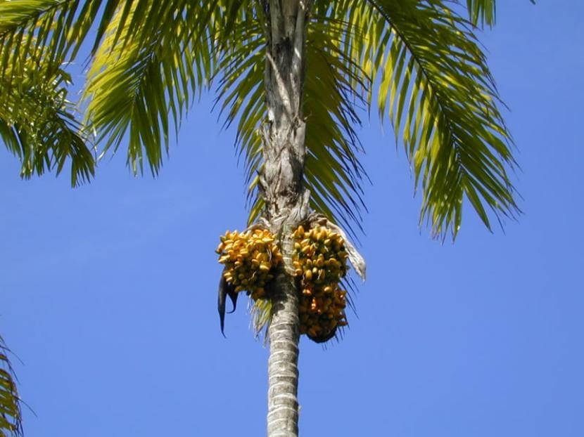 Palmera Bactris gasipaes