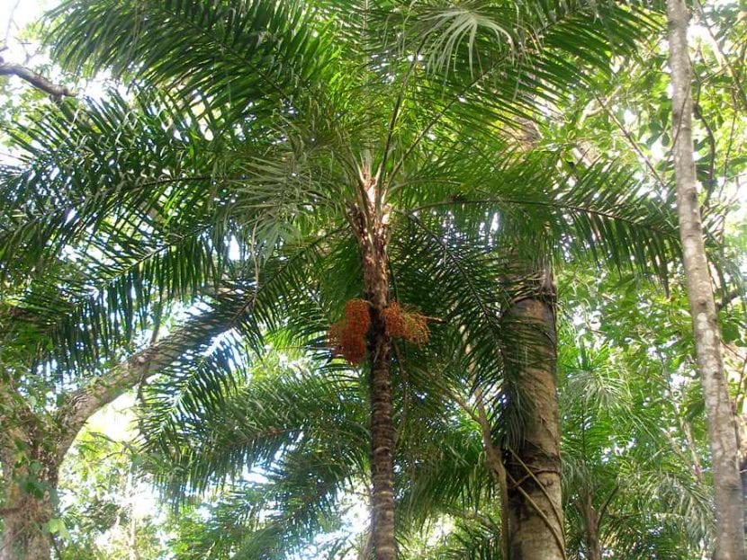 Palmera Bactris gasipaes