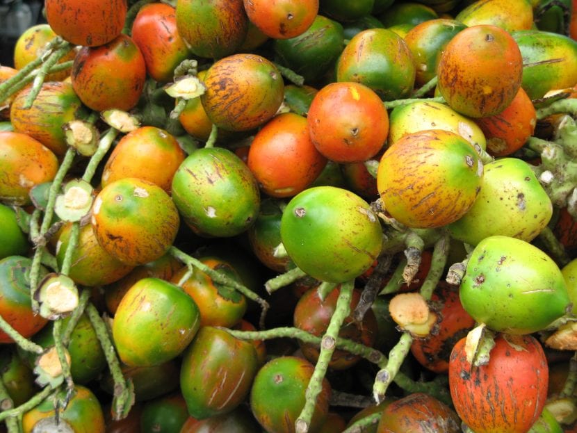 Frutos de Bactris gasipaes